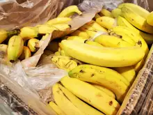 Откъде идват бананите, които ядем?